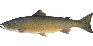 Fisk | Kalorier